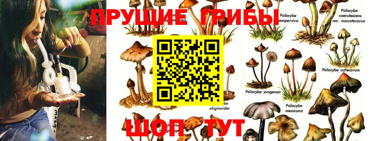 Галлюциногенные грибы Psilocybe Ишимбай